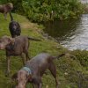 hundetreffen 03.09.2016 557